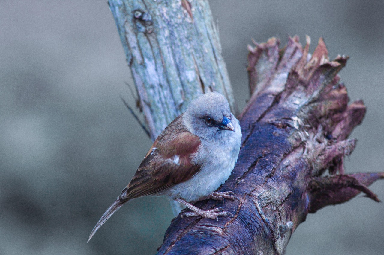 Bird Watching Safari 2